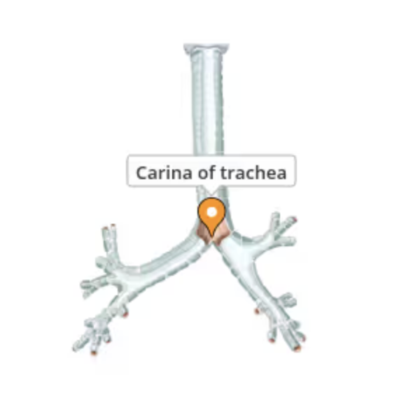 <p><span>triggers a strong cough reflex if foreign objects touch it and helps divide air towards the lungs</span></p>