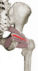 <p>Nerve to Obturator Internus</p>