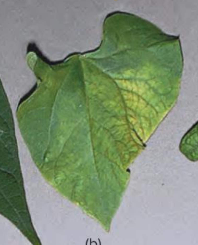 <p>What are the symptoms of Potassium deficiency in plants?</p>