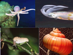 <p>Phylum Mollusca</p>