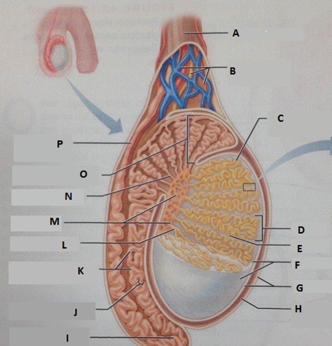 <p>(K) coiled tubes pass through the body</p>