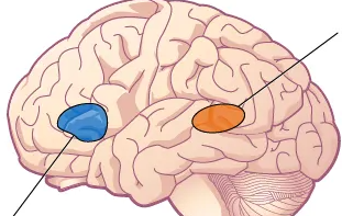 <p>Blue (left)</p>