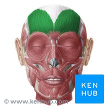 <p>Muscle?</p>