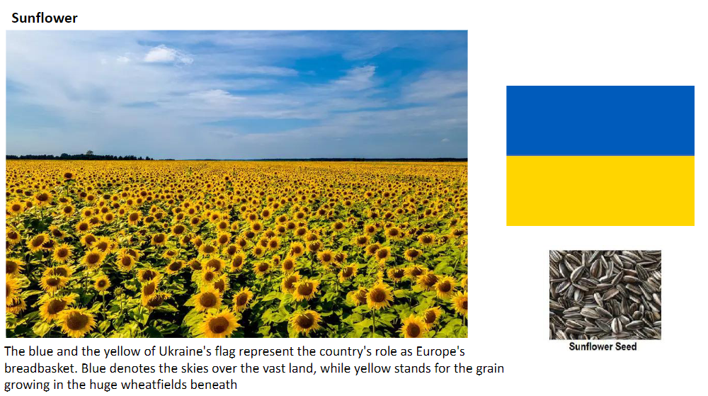 <p><strong>Ukraine</strong><br> • The <strong>blue and yellow</strong> of Ukraine’s flag represent the country’s role as <strong>Europe’s breadbasket</strong><br> • <strong>Blue</strong> → skies over the vast land<br> • <strong>Yellow</strong> → grain growing in the huge <strong>wheat fields</strong> beneath</p>
