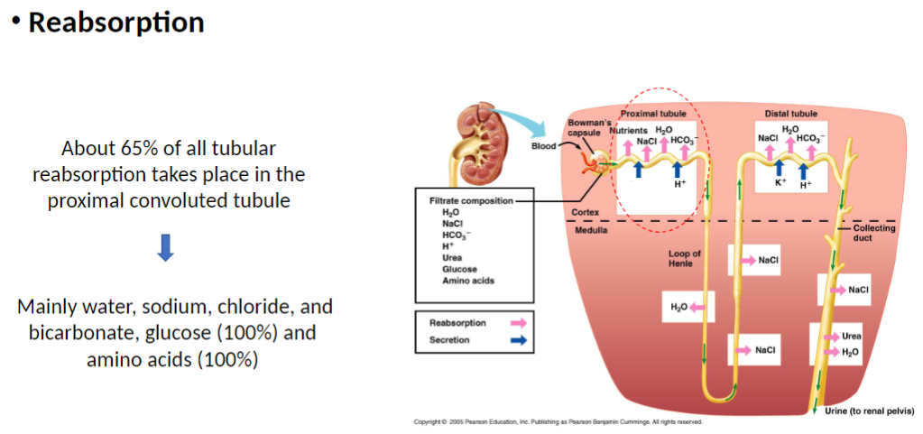 <p><strong>Extent</strong><br> About <strong>65%</strong> of <strong>tubular reabsorption</strong> occurs in <strong>PCT</strong></p><p><strong>Substances Reabsorbed</strong><br> <strong>Water, sodium (Na⁺), chloride (Cl⁻), bicarbonate (HCO₃⁻)</strong><br> <strong>Glucose</strong> – 100% reabsorbed<br> <strong>Amino acids</strong> – 100% reabsorbed</p><p><strong>Key Concept</strong><br> <strong>PCT</strong> recovers most <strong>water and solutes</strong> from filtrate, keeping <strong>blood composition stable</strong></p>