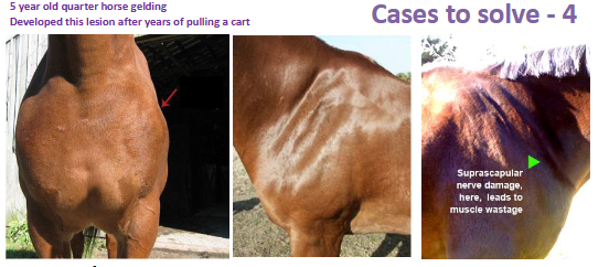 <p>Diagnosis, etiology, pathogeneis, reversible or irreversible</p>