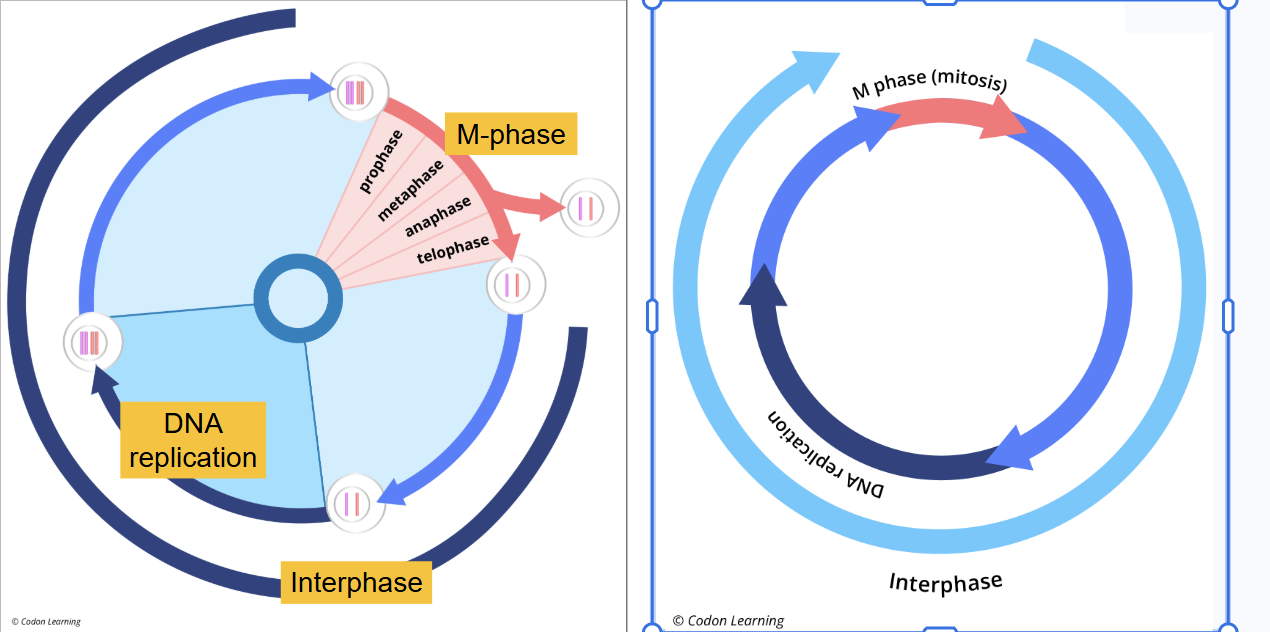 <ul><li><p><span style="background-color: transparent;">daughter 2x</span></p></li><li><p><span style="background-color: transparent;">gen </span></p></li></ul><p></p>