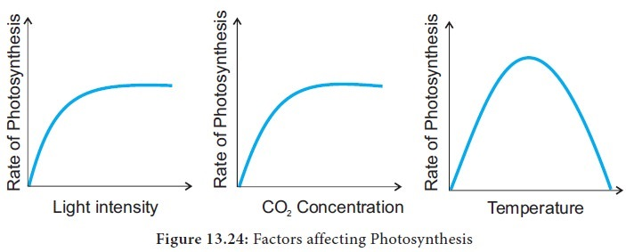 <ul><li><p><strong>Light Intensity: </strong></p><ul><li><p>As light intensity increases, the rate of photosynthesis increases because more energy is available for the light-dependent stage. However, this rate will plateau (saturate) at a certain point, where another factor becomes limiting.</p></li></ul></li><li><p><strong>Carbon Dioxide (CO<sub>2</sub>) Concentration:</strong> </p><ul><li><p>(CO<sub>2</sub>) is a raw material for photosynthesis. Increasing the concentration increases the rate of photosynthesis until the process hits a saturation point.</p></li></ul></li><li><p><strong>Temperature:</strong> </p><ul><li><p>Photosynthesis is enzyme-driven, and its rate increases as temperature rises up to an optimal point, usually around 35 degrees C or higher, depending on the plant. Beyond this optimum, enzymes begin to denature, causing the rate of photosynthesis to decrease.</p></li></ul></li><li><p><strong>Water Availability: </strong></p><ul><li><p>Water is essential for the light-dependent reaction. A lack of water causes stomata to close to conserve water, which reduces the inflow of (CO2) and can stop the process in extreme cases.</p></li></ul></li></ul><p></p>