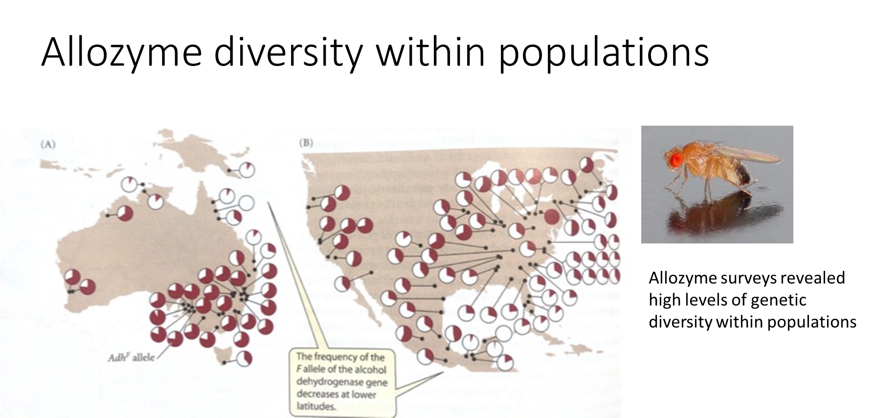 <ul><li><p><strong>allozyme electrophoresis</strong>- protein sample run through electric current in gel</p></li><li><p>this was used to assay the <strong>polymorphism </strong>of genes in a population <strong>before sequencing </strong>was possible</p></li><li><p>this is because the proteins from two different alleles in a <strong>heterozygous </strong>individual will <strong>separate </strong>in electrophoresis</p></li><li><p>eg. used to study the distribution of the F allele of alcohol dehydrogenase in Drosophila </p></li><li><p>this showed that there was <strong>too much genetic diversity to be explained by selection </strong>(which generally decreases diversity)</p></li><li><p>selection was also challenged by the <strong>constant nature of the molecular clock</strong>- mutations accumulate at a constant rate, which challenges the idea of frequent selective sweeps due to environmental pressures</p></li><li><p>this led to the<strong> neutral theory of molecular evolution </strong>(neutral mutations steadily accumulate by genetic drift, independent of selection)</p></li></ul><p></p>