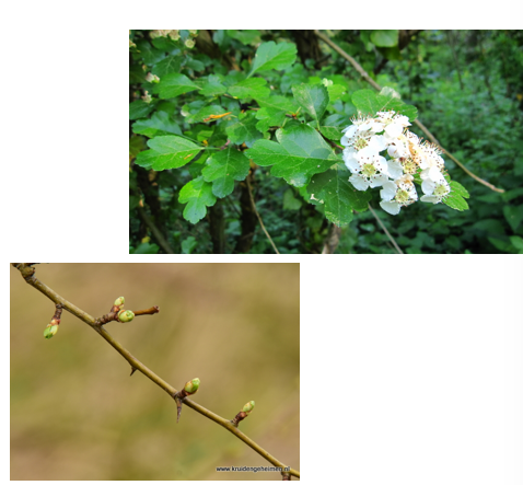 <p>Takdoorn</p><p>typisch ingesneden blad</p><p>Bovenkant blad is glanzend groen</p>