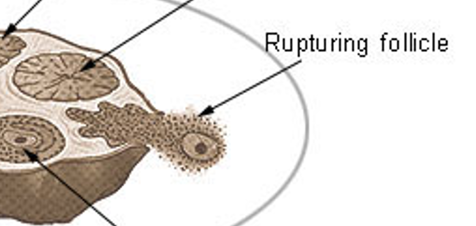 <p>process in which an ovarian follicle ruptures, and discharges an ovum (egg), that bursts through the wall of the ovary</p>