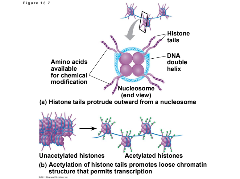 <ul><li><p><span style="line-height: 1.15;"><strong>Histone Acetylation:</strong> Acetyl groups attach to lysines in histone tails, <strong>loosening</strong> chromatin structure and <strong>promoting</strong> transcription</span><span>.</span></p></li><li><p><span style="line-height: 1.15;"><strong>DNA Methylation:</strong> Addition of methyl groups to DNA bases (usually cytosine) is associated with <strong>reduced</strong> transcription and long-term gene inactivation</span><span>.</span></p></li></ul><p></p>