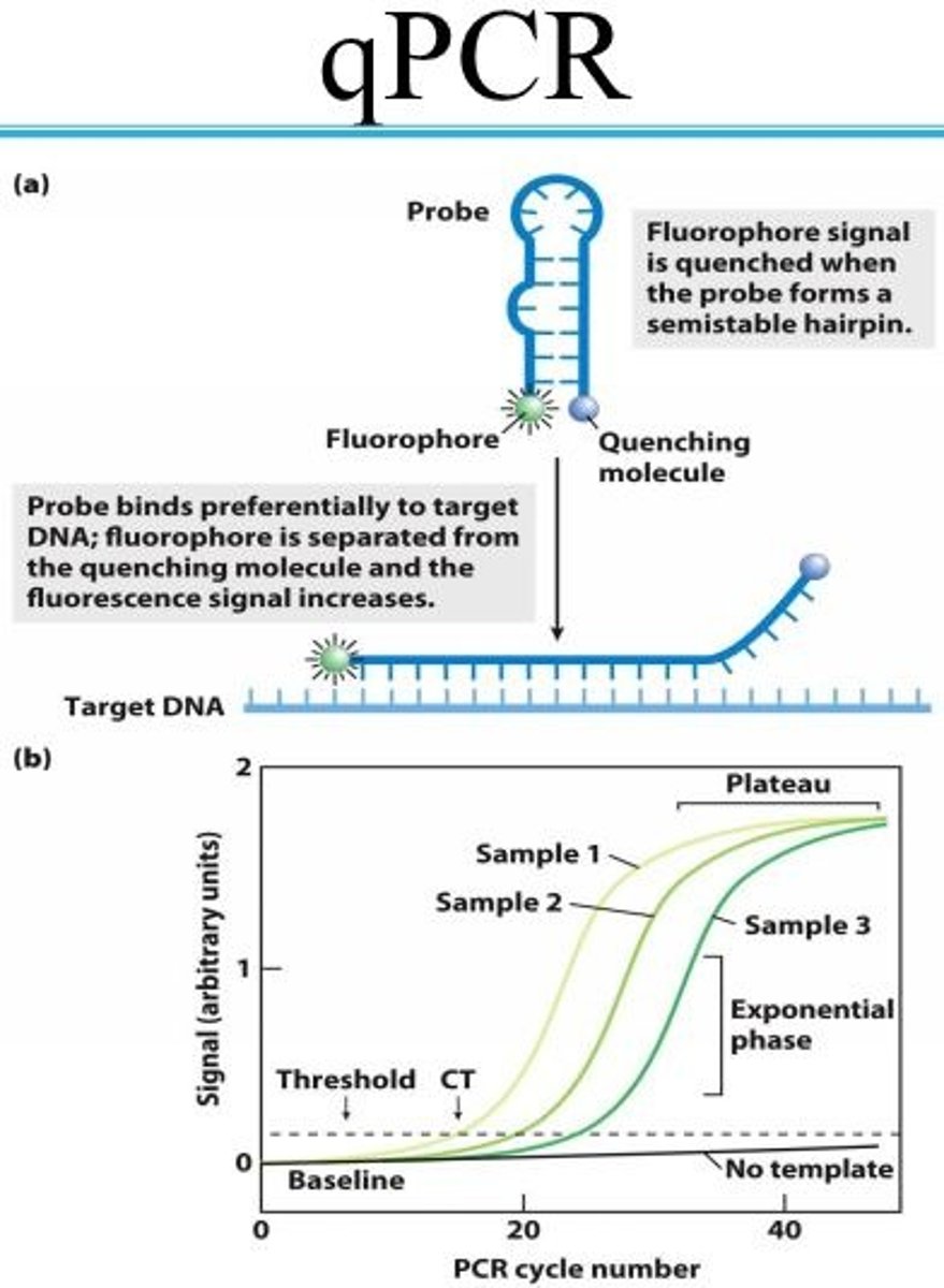 <p>used to show quantitative differences in gene levels</p>