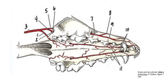 <p>What is 2, a terminal branch of the maxillary a?</p>