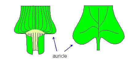 <p><span style="background-color: transparent;">having ear-shaped lobes, appendages, or projections (auricles); </span><span>auricled (or auriculate) leaf base features </span><mark data-color="#ffffff" style="background-color: rgb(255, 255, 255); color: inherit;">two small, ear-like lobes or projections pointing backward where the leaf blade meets the stem or petiole</mark></p>