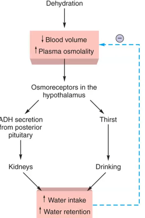 <p><strong>Pathway 1 — ADH (reduces further water loss):</strong></p><ol><li><p>Dehydration → Blood volume goes down</p></li><li><p>↑ Plasma osmolality detected by osmoreceptors (hypothalamus)</p></li><li><p>Hypothalamus → posterior pituitary releases ADH</p></li><li><p>ADH acts on kidneys → increases water reabsorption/retention</p></li><li><p>Result: decreased urine output (prevents further dehydration, but doesn't add new water)</p></li></ol><p></p>