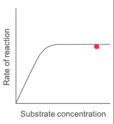 <p>given that enzyme concentration is fixed the rate increases proportional to substrate concentration. </p><p>Rate levels off when maximum number of ES complexes form at any given time </p>
