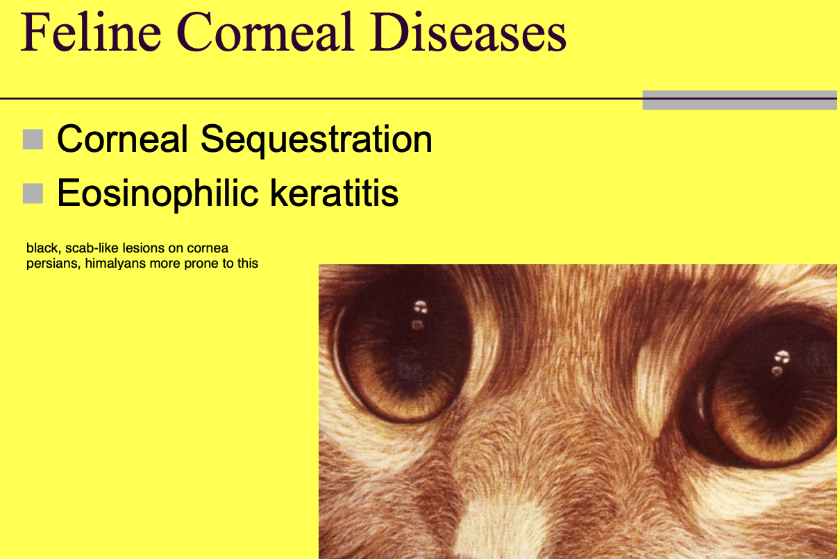 <p>corneal sequestration.</p><p>Eosinophilic keratitis.</p>