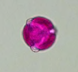 <p>type of pollen? </p>