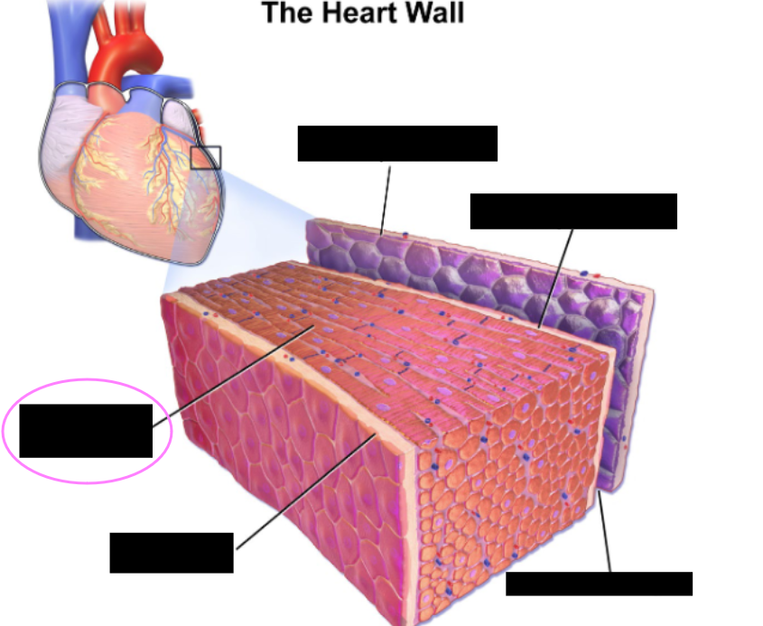 <p>Wall of the heart</p><ul><li><p>Middle layer</p></li><li><p>consist of cardiac tissue, including cardiac muscle cells</p><ul><li><p>connective tissue, blood vessels &amp; nerves</p></li></ul></li></ul><p></p>