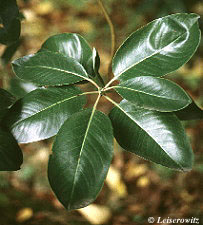 <p>thick, waxy, and leathery oval leaf with a grayish-silver underside</p>