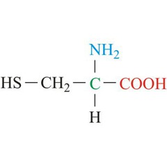 <p>Polar, Non-aromatic </p><p>Side chain: Thiol (SH group)</p><p>Prone to oxidation</p><p>Cys</p><p>C</p>
