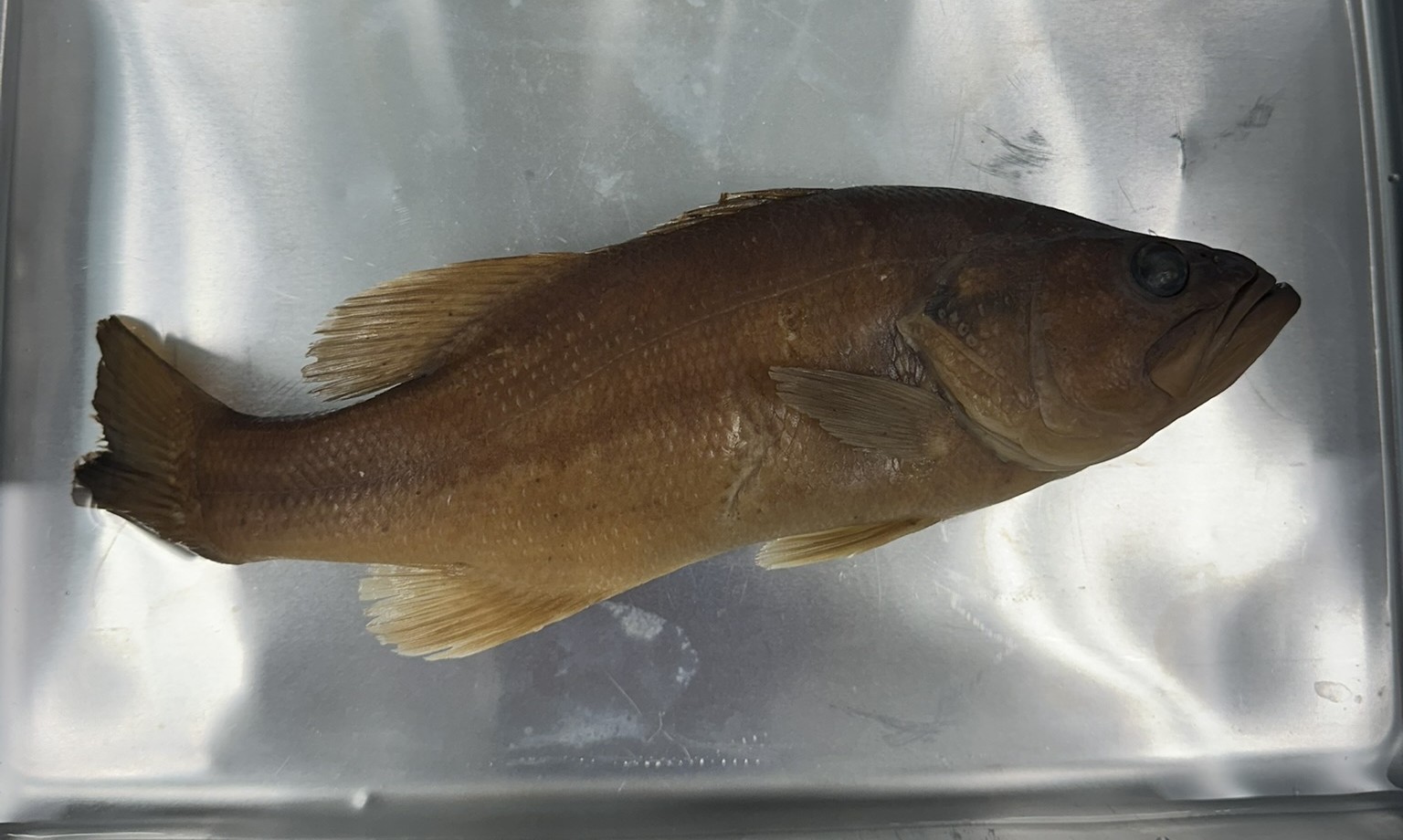 <p>Family Centrarchidae (sunfishes) - <em>Micropterus salmoides</em></p>