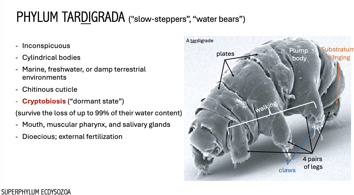 <p>TARDIGRADA (“Water bears”)</p>
