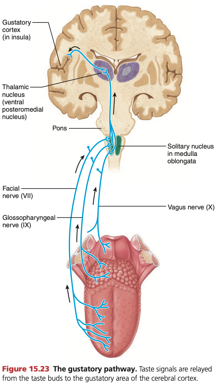 <p>3 Cranial nerves are used to relay taste sensations to the brain.</p><ul><li><p><mark data-color="blue" style="background-color: blue; color: inherit;">Cranial nerve 7:</mark> innervates <strong>front third</strong> of tongue</p></li><li><p><mark data-color="blue" style="background-color: blue; color: inherit;">Cranial nerve 9:</mark> innervates <strong>back two-thirds</strong> of tongue</p></li><li><p><mark data-color="blue" style="background-color: blue; color: inherit;">Cranial nerve 10 (Vagus nerve):</mark> innervates the <strong>very back</strong> of the tongue, more sensitive to <strong><mark data-color="green" style="background-color: green; color: inherit;">unpleasant & bitter stimuli</mark></strong></p></li></ul><p></p><p>Then, all three cranial nerves converge at the <strong><mark data-color="purple" style="background-color: purple; color: inherit;">solitary nucleus</mark></strong> within the <strong><mark data-color="blue" style="background-color: blue; color: inherit;">brain stem</mark></strong>.</p><p>Signals sent to the <strong><mark data-color="blue" style="background-color: blue; color: inherit;">thalamus</mark> </strong>→ then to <strong><mark data-color="purple" style="background-color: purple; color: inherit;">gustatory cortex</mark></strong> (<strong><em><u><mark data-color="green" style="background-color: green; color: inherit;">insular lobe</mark></u></em></strong>)</p>