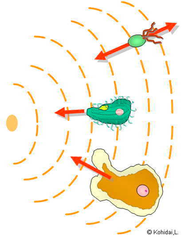 <p>simple responses that can maintain a mobile organism in a favourable environment</p>