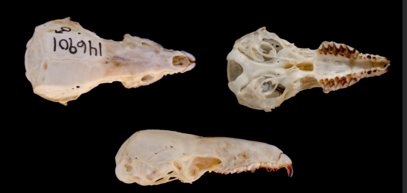 <p>What is the name and taxonomy of the species?</p>