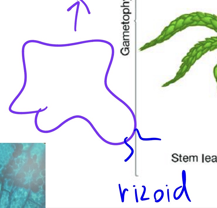 <p>Deblo streptophyta</p><p>Poddeblo bryophytina - listnati mahovi</p><p>Razred šotni mahovi - sphagnopsida</p><p>Rod sphagnum</p><p>Protonema</p>