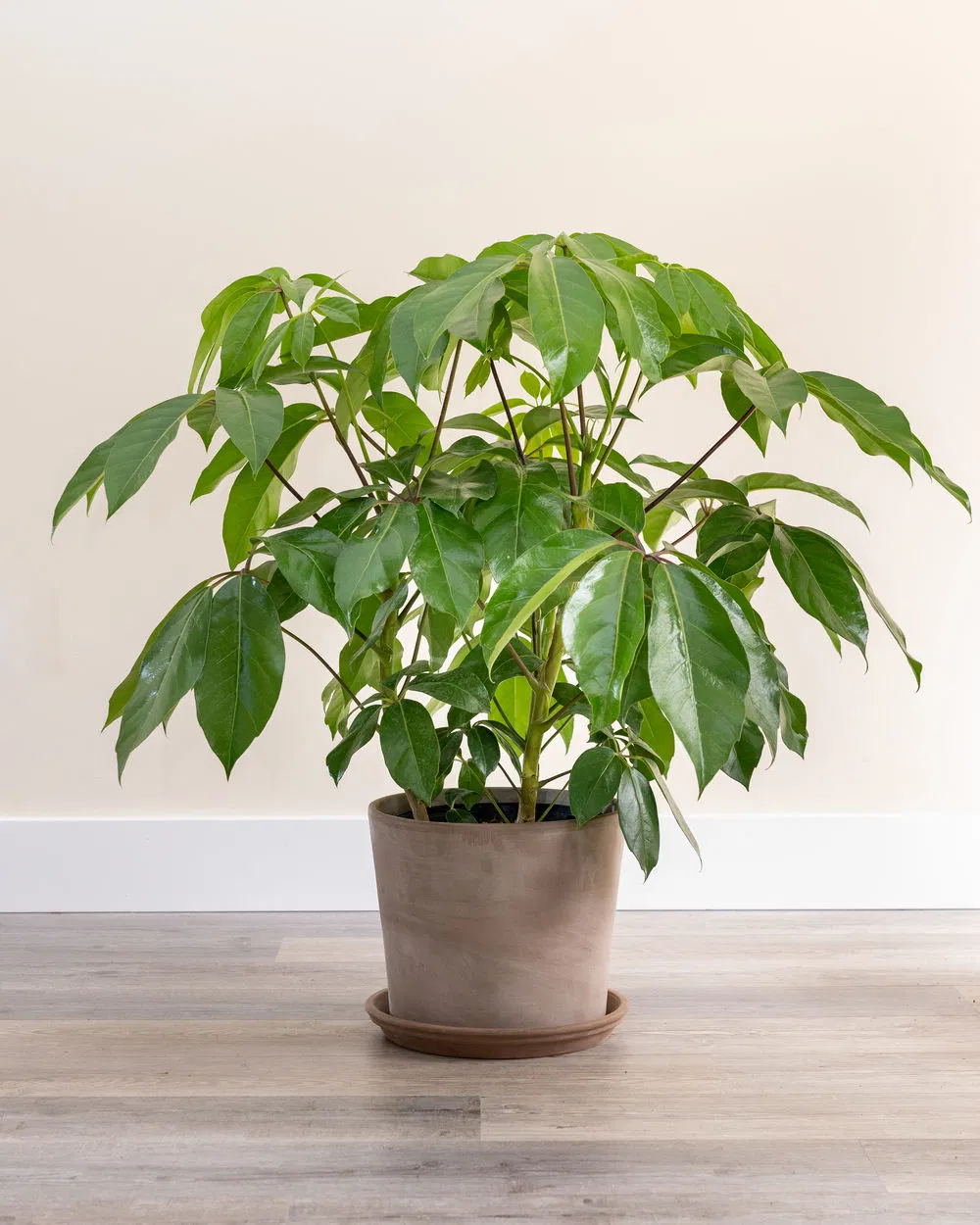<p>308 Brassia (Schefflera) actinophylla, Umbrella Tree</p>