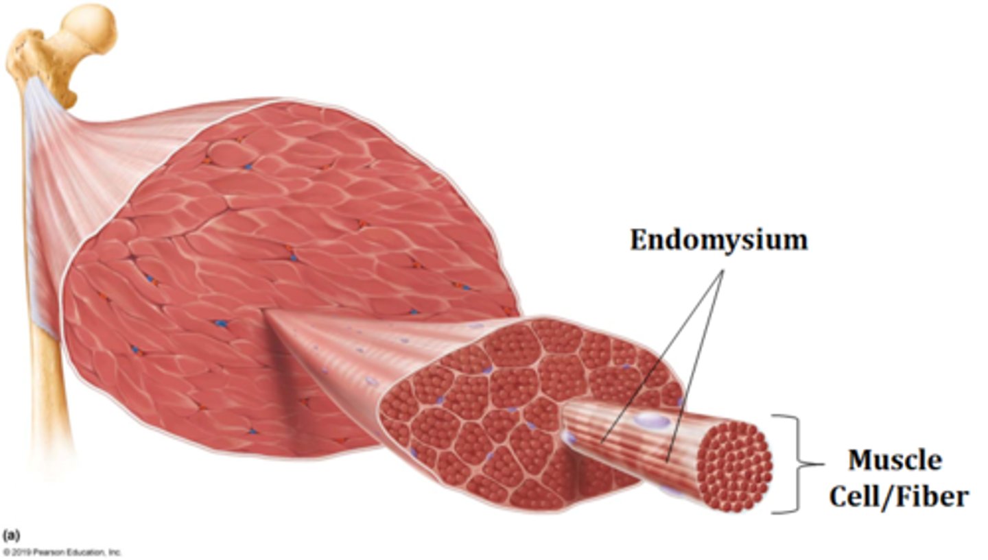 <p>endomysium</p>