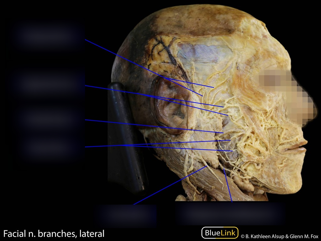 <p>what nerve is the second upper nerve?</p>