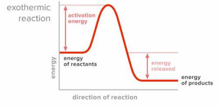 <ul><li><p>Reactions which <strong>releases energy</strong> from the surroundings in the form of light, electricity, or heat to form products</p></li><li><p>“<strong>Exo</strong>” means “energy <strong>exits</strong>” or “energy released”</p></li><li><p>Heat is released from the system into the environment, meaning that the <strong>temperature of the surroundings will increase</strong> (become hotter)</p></li></ul><p></p>