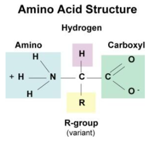 <p><span style="background-color: transparent;">They must make them into the smallest units possible.</span></p><ul><li><p><span style="background-color: transparent;"><strong>Sugars</strong> (<strong>carbohydrates</strong>) are absorbed as a <strong><u>monosaccharide</u></strong> such as glucose, galactose + fructose, all which are C<sub>6</sub>H<sub>12</sub>O<sub>6</sub>&nbsp;</span></p></li></ul><ul><li><p><span style="background-color: transparent;"><strong>Proteins</strong> are found as <strong><u>amino acids&nbsp;</u></strong></span></p></li></ul><ul><li><p><span style="background-color: transparent;"><strong>Fats</strong> are found as <strong><u>triglycerides</u></strong> (tri for 3), glycerol backbone with 3 fatty acid chains&nbsp;</span></p></li></ul><p>know diagram vaguely</p>