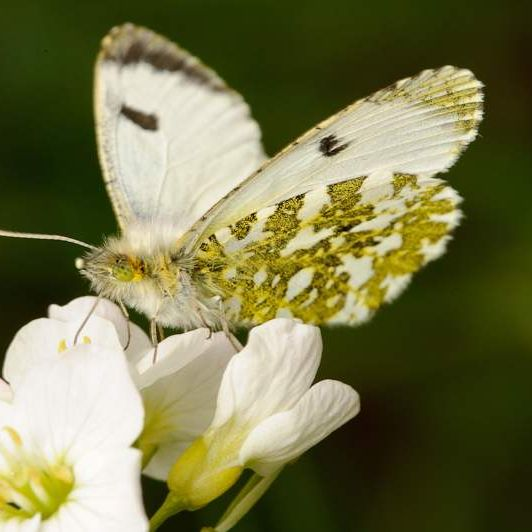 <p>Male or female?</p>