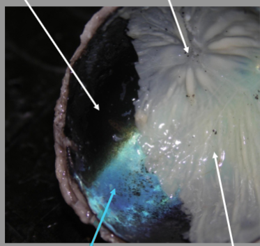 <p>What is the arrow pointing at?</p>