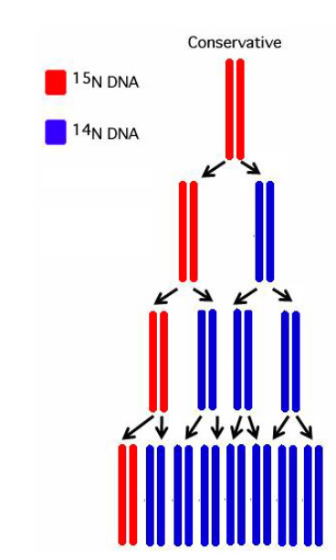 <ul><li><p>the 1st gen would be 50% light, 50% heavy</p></li><li><p>the 2nd gen would be 75% light, 25% heavy (the “untouched” OG dna)</p></li></ul><p></p>