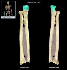 <p>Identify the structure</p>