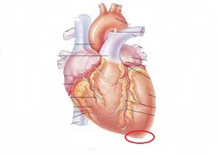 <p>identify the structure</p>