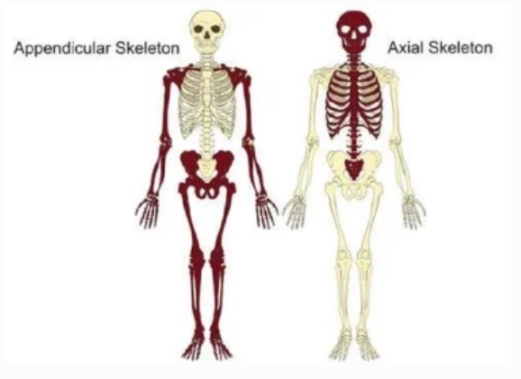 <p><strong>Ligaments</strong>: Connect bone-to-bone</p><p><strong>Tendons</strong>: Connect muscles to bone</p><p></p><p><strong>Two Divisions:</strong></p><p><strong>Axial Skeleton</strong>: Bones of head and trunk</p><p><strong>Appendicular Skeleton</strong>: Bones of appendages</p><p></p><p>There are 206 bones in the body made of cartilage!</p>
