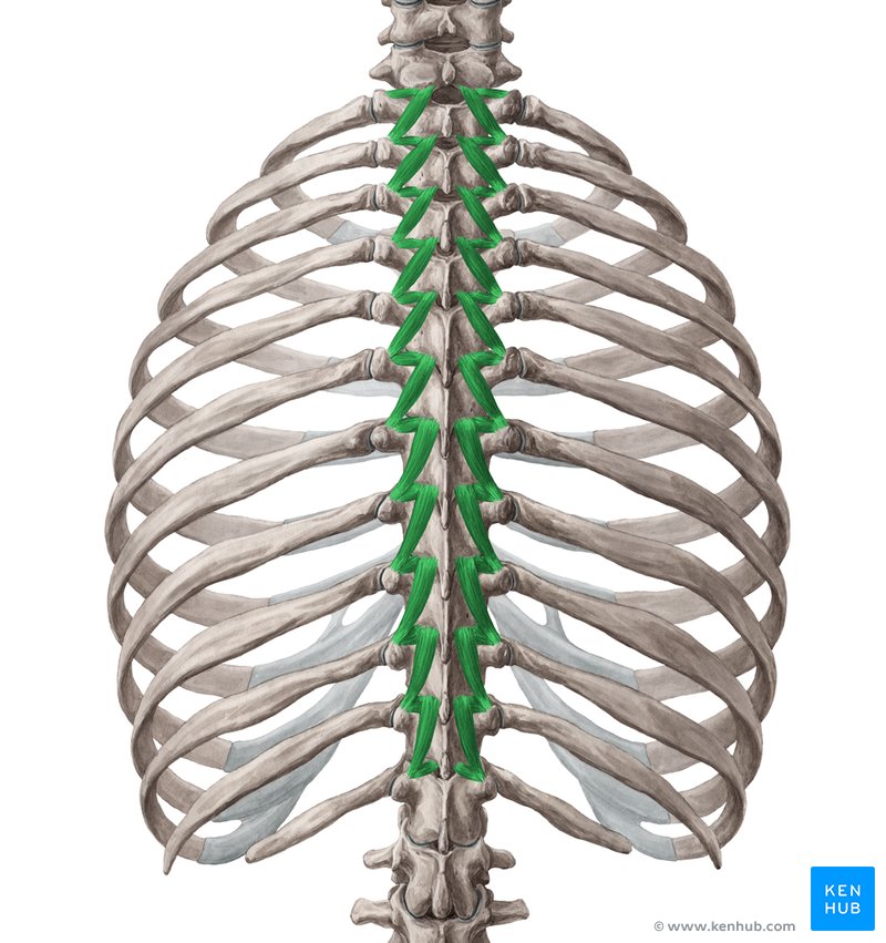 <p><strong>[muscle] </strong></p><p>innervation</p>