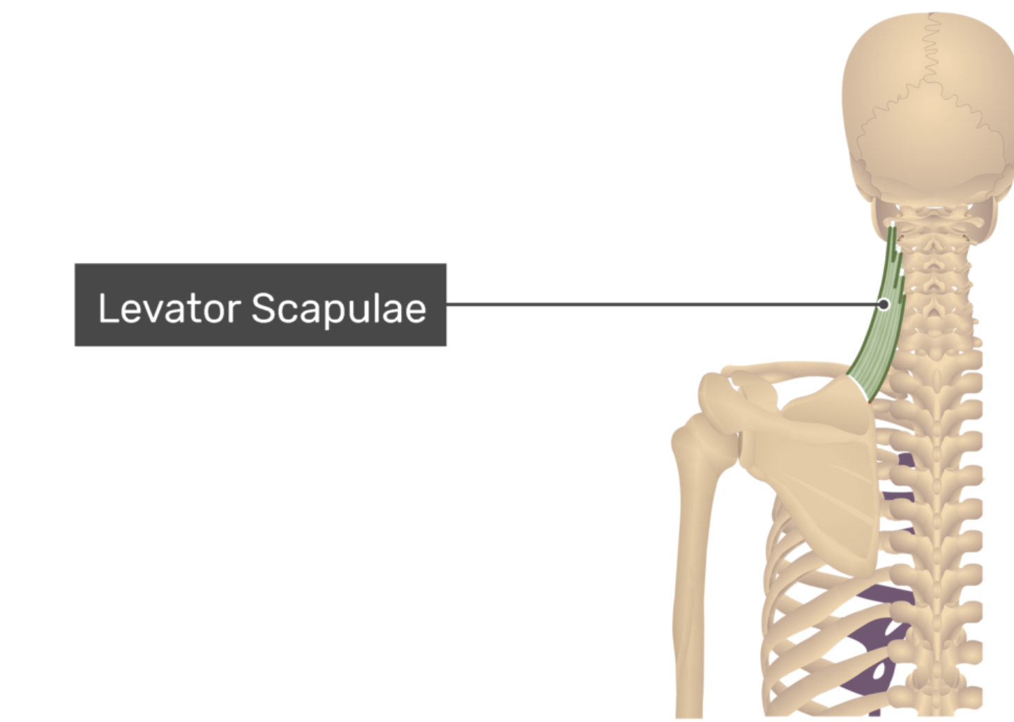 <p>Levator Scapulae</p>