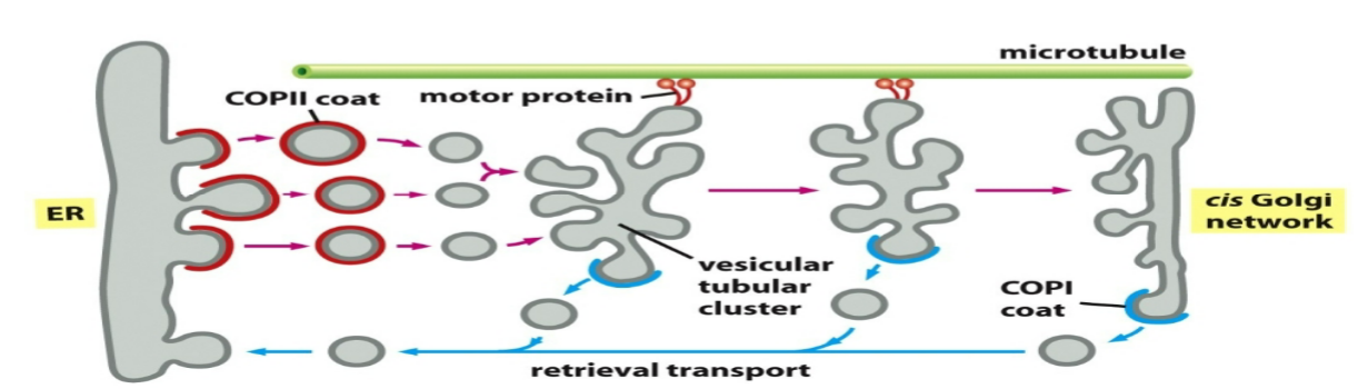 <p>vesicular tubular clusters</p>