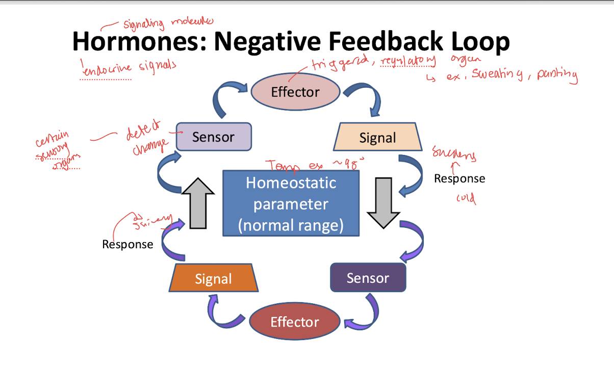 <p>A system where the response reduces or inhibits the original stimulus, helping maintain a homeostatic parameter within a normal range.</p>