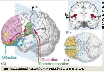 <p><span>Olfaction &amp; Gustation interact in the insular &amp; orbitofrontal cortices for sensing flavors. We need both smell &amp; taste to perceive flavor of foods. </span></p><p><span>Fig. 1. A schematic depiction of central pathways for gustation, olfaction, and oral somatosensation. cs, central sulcus; ls, lateral sulcus. (A) Left lateral view. Odor-evoked responses (cyan arrow) are conducted from the olfactory bulb to the primary olfactory cortex (piriform cortex: the area enclosed by a cyan dot-line). Gustatory (red arrow) and oral somato-sensory (green arrow) signals are conducted via spinal nerves to the primary gustatory cortex (around parietal operculum and superior posterior insula; the area enclosed by a red dot-line) and primary oral-somatosensory cortex (ventral part of post-central gyrus: the green area), respectively. The region around the frontal operculum and the anterior insula (the area enclosed by a purple dot-line) is also sometimes designated as a primary gustatory area, although it seems to receive the signal slightly later than does the area enclosed by a red dot-line. All of this sensory information is further processed in the secondary area (orbitofrontal cortex; the yellow area), where it may be integrated into flavor representation.</span></p>