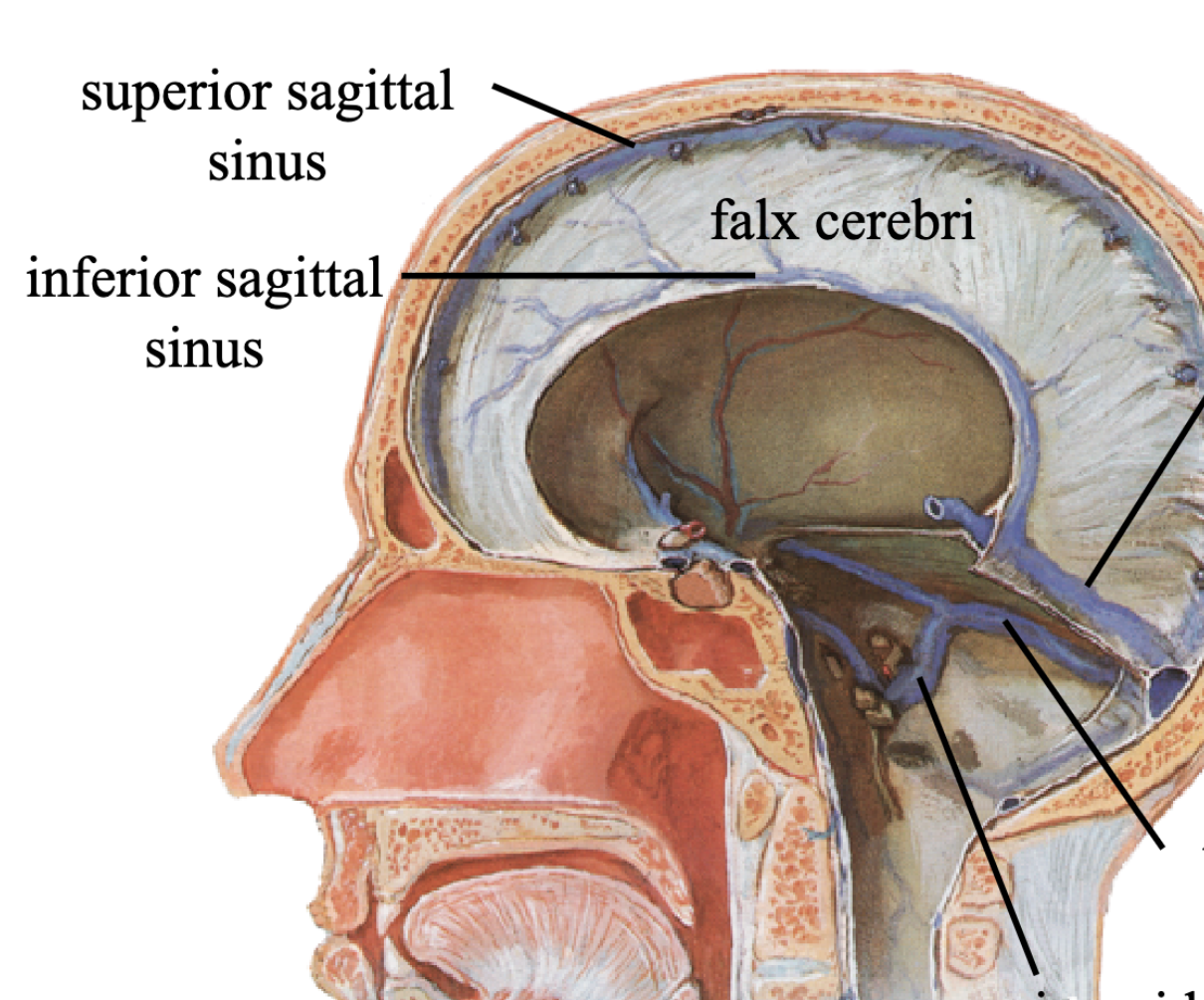 <p><strong>FALX CEREBRI SINUS’S</strong></p><ul><li><p>Superior saggital sinus</p></li><li><p>inferior saggital sinus </p></li></ul><p></p>