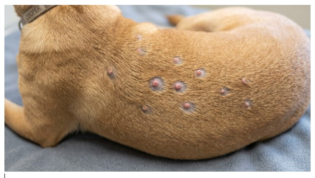 <p>Session 3A</p><p><strong>Significant Problem</strong> <span style="line-height: 12pt;"> </span></p><p><span style="line-height: 14.6667px;">A 3-year-old short-coated dog presents with roughly a dozen small, raised bumps scattered across the dorsal trunk, each about the size of a pinhead, most with a fine ring of hair loss immediately around them. On close exam, an intact hair shaft can be seen emerging from the center of several bumps. Gentle digital pressure on an intact bump produces a small amount of creamy material at the surface; there is no fluctuant swelling beneath the skin and no drainage tracts anywhere on the trunk. The dog does not flinch when the area is palpated.</span></p><p><span style="line-height: 16px;"><strong>Which lesion type and structural compartment best explain this presentation?</strong></span></p><p><span>A. </span><span style="line-height: 14.6667px;">Bullae, reflecting fluid accumulation at the dermal-epidermal junction</span></p><p><span>B. </span><span style="line-height: 14.6667px;">Pustules, reflecting a follicle-centered process not yet extending into deeper tissue</span></p><p><span>C. </span><span style="line-height: 14.6667px;">Nodules, reflecting an inflammatory process already established in the deep dermis</span></p><p><span>D. </span><span style="line-height: 14.6667px;">Wheals, reflecting acute fluid shift into the superficial dermis</span></p>